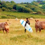 Man with surfboard walking amongst cows